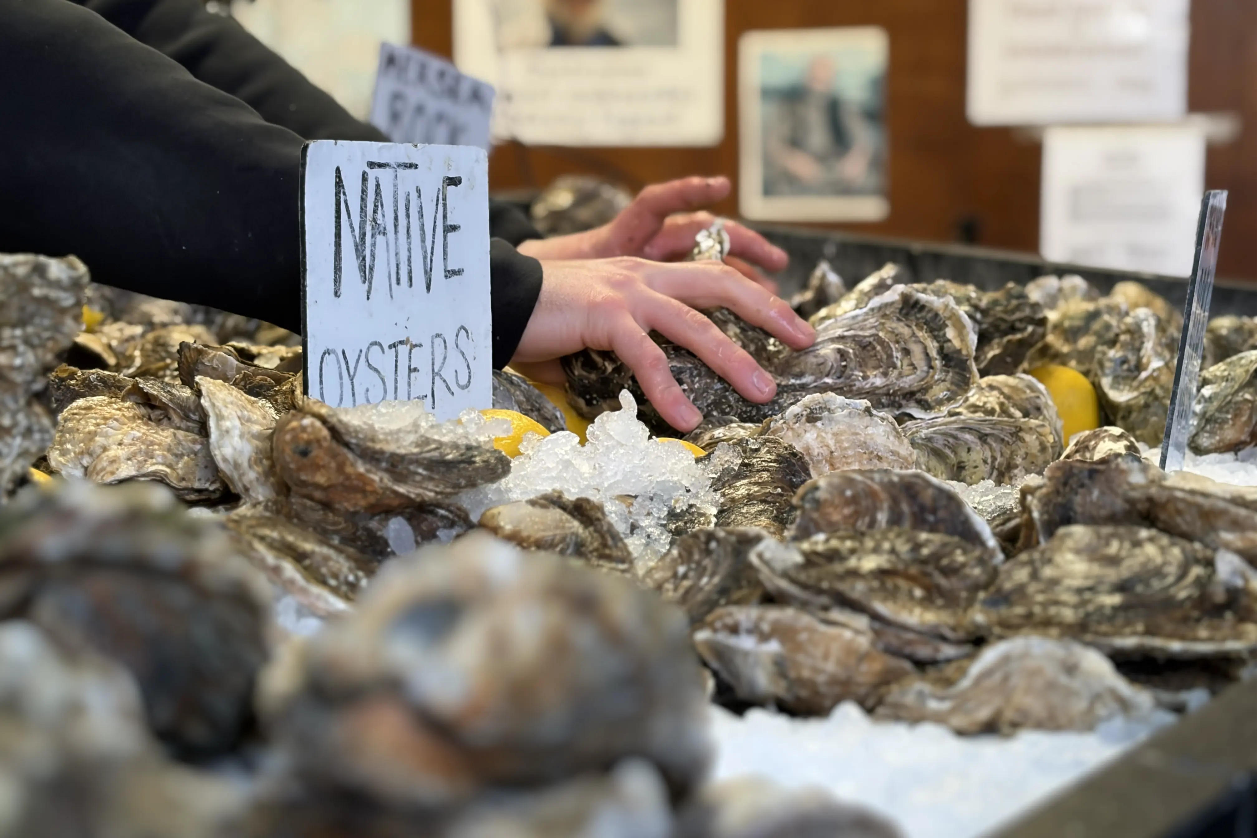 Native oysters on ice at Borough Market